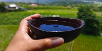 Minum Kawa Daun 