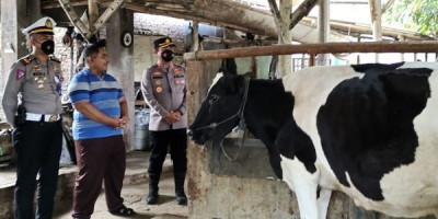 Polres Blitar Kota Perketat Pengawasan PMK di Peternakan Sapi