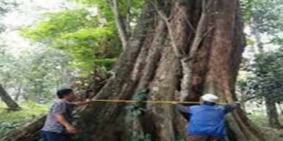 Kisah Tongkat Sunan Kalijaga Jadi Pohon Angsana