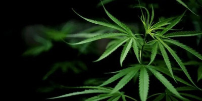 Jika Dampak Positifnya Lebih Banyak, Pemerintah akan Legalkan Ganja untuk Medis