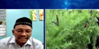 Senator Aceh: Ganja untuk Keperluan Medis Dimungkinkan..!
