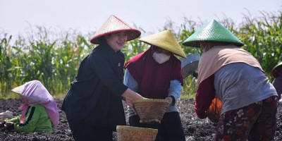 Puan Dengarkan Keluhan Petani Sambil Ikut Tanam Bawang di Brebes