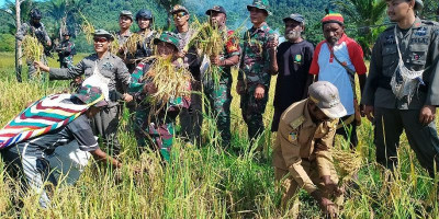 Dukung Ketahanan Pangan, Satgas Pamtas Yonif 126/KC Bantu Warga Panen Padi