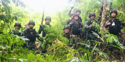 Satgas Yonif 126/KC Kembali Temukan Ladang Ganja Seluas Lima Hektar di Perbatasan RI-PNG  