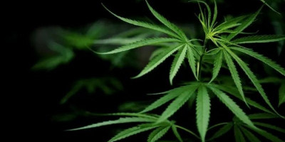 Kepala BNN Tegas Tolak Legalisasi Ganja Termasuk untuk Medis, Ini Alasannya