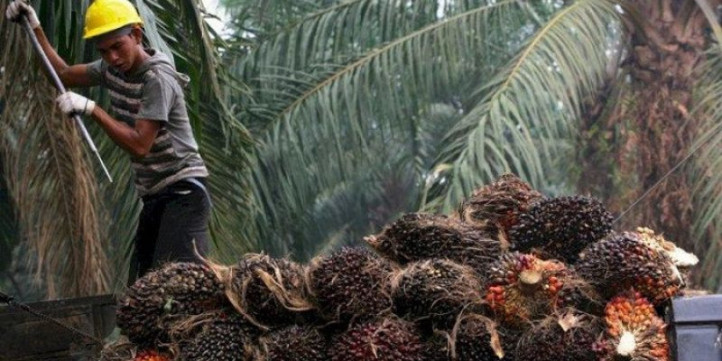 China Sepakat Beli Produk Kelapa Sawit dari Indonesia 
