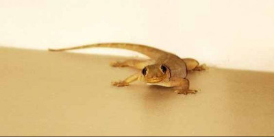 Cinta Sang Cicak