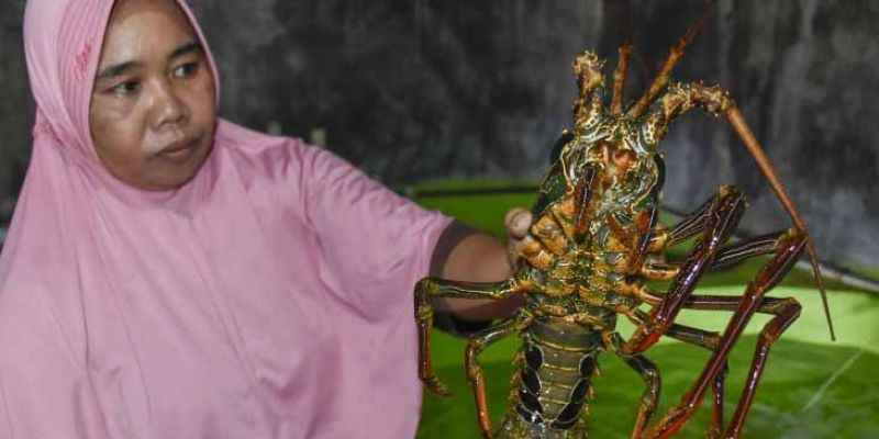 Budi Daya Lobster Sungguh Menjanjikan, Sekali Panen Hingga Ratusan Juta Rupiah