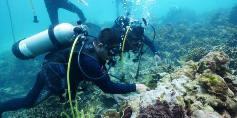 Pejabat Utama Kormar Menyelam di Pulau Tegal Mas