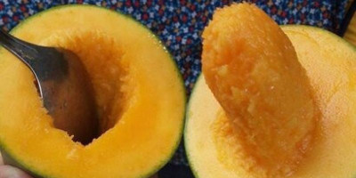 Jual Mangga Alpukat Rasa Asam