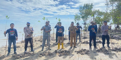Stasiun Bakamla Babel Tanam 3000 Batang Mangrove di Pantai Batu Belubang