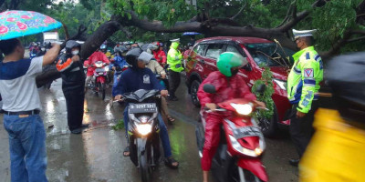 Hujan Guyur Jakarta, Sejumlah Pohon Tumbang Hambat Lalu Lintas
