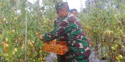 Bukan Sulap Bukan Sihir, Ditangan Prajurit TNI AL Lahan Terbengkalai Jadi Kebun Tomat