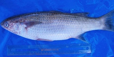 Tanpa Fishway, Bendung PLTMH PT Dempo Ancam Kelestarian Ikan Endemik Sungai Batang Pelangai Gadang