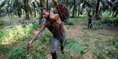 Pemerintah Diminta Tidak Ikuti langkah Malaysia Hentikan Ekspor CPO Ke Eropa