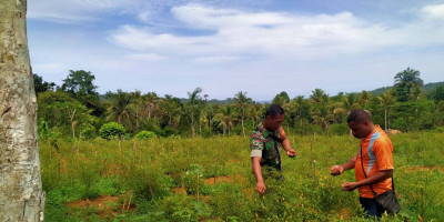 Babinsa Koramil 1708-02/BU Melakukan Komunikasi Sosial dengan Petani Cabai
