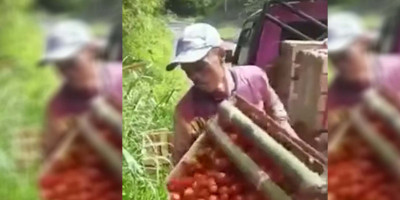 Viral Tomat Dihargai Murah dan Dibuang, Sultan: Sikap Petani Bentuk Protes Terhadap Kealpaan Negara