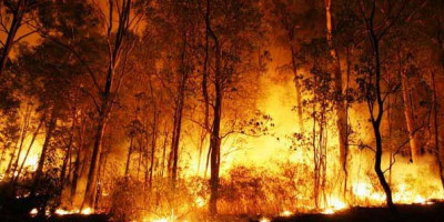 Curah Hujan Menurun, Waspadai  Ancaman Kebakaran Hutan  
