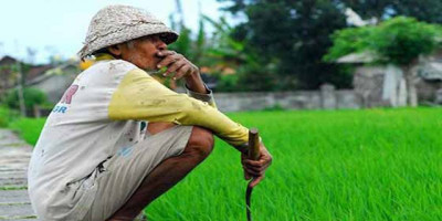 Harga Beras Semakin Menukik Naik, Sultan Minta Pemda Beri Insentif kepada Petani