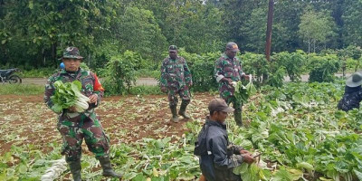 Untuk Kesejahteraan, Babinsa Bantu Petani di Kampung Moibaken Panen Sayur Sawi
