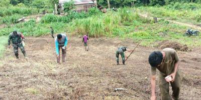 Manfaatkan Lahan Kosong, Personel Koramil 1708-02/Biak Utara Bersama Masyarakat Tanam Jagung