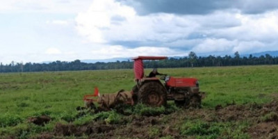 Program Food Estate Jadi Lumbung Pangan Baru di Luar Pulau Jawa