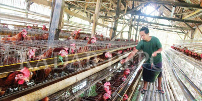 Oligopoli Peternakan Ayam Pelanggaran Hukum Niaga