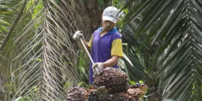 Sultan Sebut Keberadaan Satgas Sawit Tidak Menjawab Persoalan Petani Sawit 