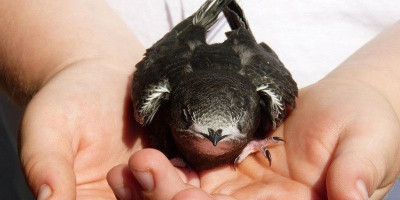 Burung ini Dapat Terbang Non Stop 10 Bulan