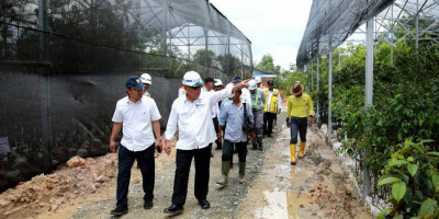 Kementerian PUPR Siapkan 52 Ribu Pohon  untuk Koridor Jalan Tol IKN