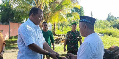 Idul Adha 1444 H, Dandim 1708/BN Berikan Hewan Kurban Satu Ekor Sapi dan Kambing