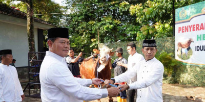 Panglima TNI Berkurban Sapi Seberat 1,44 Ton