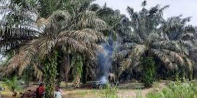 3,3 Juta Ha Lahan Sawit Diputihkan, Sultan: Perburuk Citra Komoditas Sawit Indonesia 