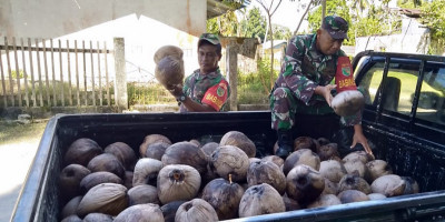  Peduli Warga Binaan, Babinsa Numfor Bantu Panen Kelapa Tua Dijadikan Minyak Goreng