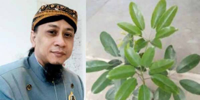 Mitos Pohon Tlogosari Dapat Mendatangkan Rezeki