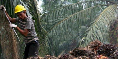 Alokasi Dana Bagi Hasil Sawit, Tidak Perlu Melibatkan Pemerintah Pusat
