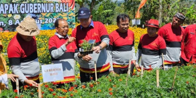 Berawal dari Pertanyaan Megawati, Gubernur Bali Mengembangkan Varietas Gemitir Berwarna Merah