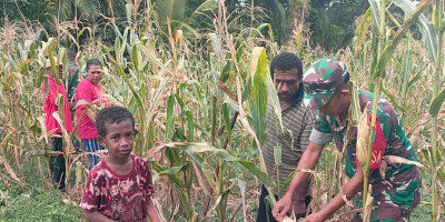 Sukseskan Ketahanan Pangan, Danposramil Biak Timur dan Babinsa Bantu Petani Panen Jagung