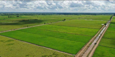 Jangan Kambing Hitamkan Program Food Estate untuk menutupi Sumber Uang Kejahatan Lingkungan