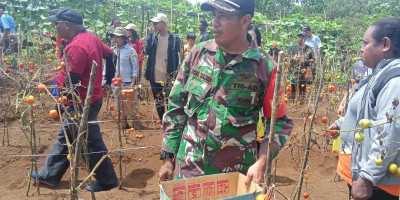 Panen Tomat di Kampung Kajasbo Dihadiri Babinsa Posramil Biak Timur 