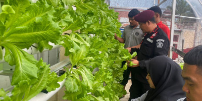 Sukses Lakukan Pembinaan, Rutan Rengat Panen Sayur Hidroponik