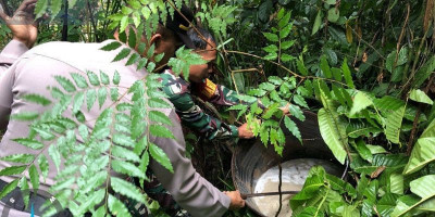 Aparat Gabungan Koramil Mapurujaya dan Polsek Mimika Timur Gerebek Tempat Produksi Sopi