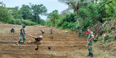 Manfaatkan Lahan Kosong, Anggota Koramil 1708-01/Biak Kota Olah Lahan Persiapan Tanam Jagung