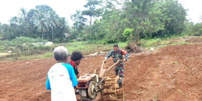 Dukung Program Pemerintah, Babinsa Posramil 1708-01/Biak Timur Bantu Petani Membajak Lahan Pertanian