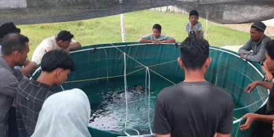 Dosen Unimal Melakukan Pengabdian Teknik Pemijahan Ikan Lele Secara Hormonal 