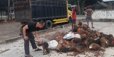 Anggota DPRD Pessel Akan Lindungi 41 Ribu Hektar Kebun Kelapa Sawit Rakyat