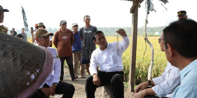 Mentan Amran Optimasi Lahan Rawa Naikkan Indeks Pertanaman di Ogan Ilir