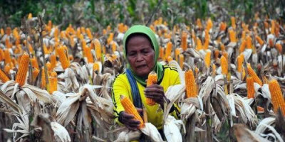 Kementan Kejar Masa Tanam, Sigap Amankan Produksi Beras dan Jagung