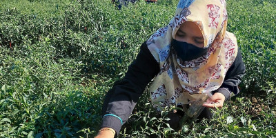Mentan Amran Ajak Akademisi Perkuat Akselerasi Lahan Rawa Untuk Padi dan Jagung