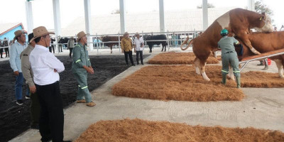 Mentan Amran Pacu Produktivitas Semen Beku untuk Tingkatkan Populasi Ternak